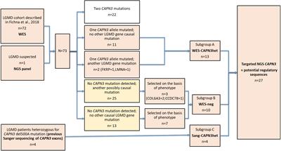 Targeted Next-Generation Sequencing Reveals Mutations in Non-coding Regions and Potential Regulatory Sequences of Calpain-3 Gene in Polish Limb–Girdle Muscular Dystrophy Patients